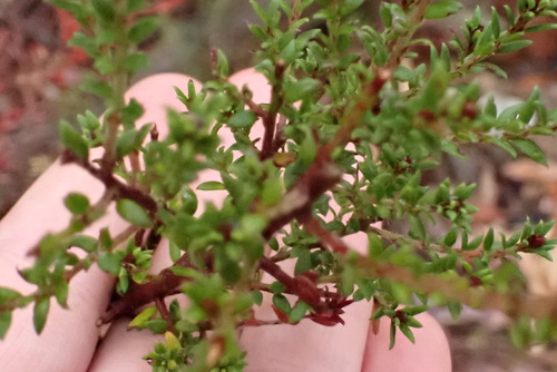 Image of Pultenaea gunnii by (c) ttsquid, some rights reserved (CC BY)