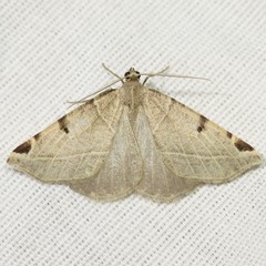 Neoterpes graefiaria