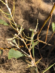 Acacia holosericea