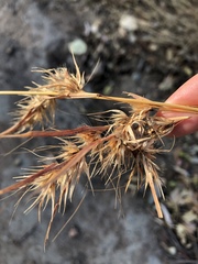 Themeda quadrivalvis