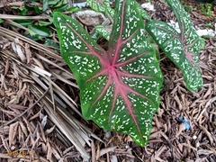 Caladium bicolor