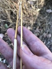 Themeda quadrivalvis