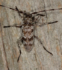 Acanthocinus obsoletus