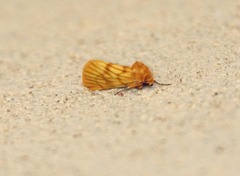 Eulithosia papago