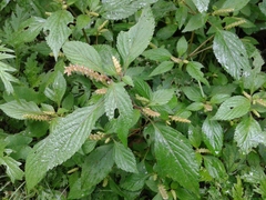 Elsholtzia ciliata