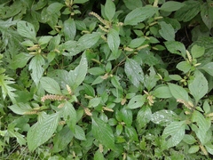 Elsholtzia ciliata