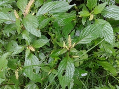 Elsholtzia ciliata