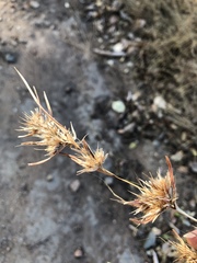 Themeda quadrivalvis