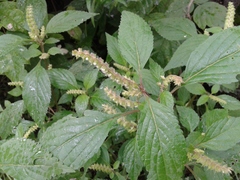 Elsholtzia ciliata