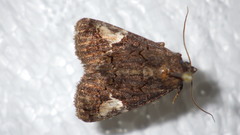 Aedia funesta