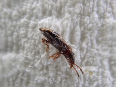 Salpingidae
