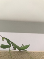 Sphodromantis viridis