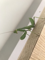 Sphodromantis viridis