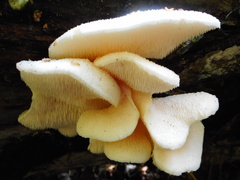 Hericium cirrhatum