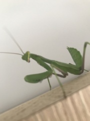 Sphodromantis viridis