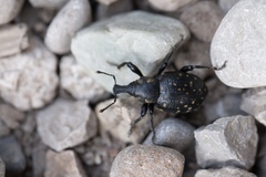 Liparus glabrirostris