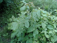 Acer negundo