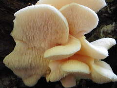 Hericium cirrhatum