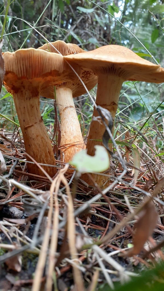 Gymnopilus junonius · April 2025 · photo: © aardvark04 (iNaturalist, cc0)