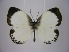 Oboronia ornata vestalis