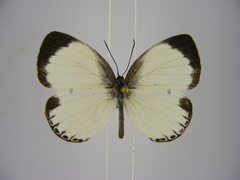 Oboronia ornata vestalis