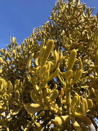 Image of Phoradendron densum by (c) Matt Berger, some rights reserved (CC BY)