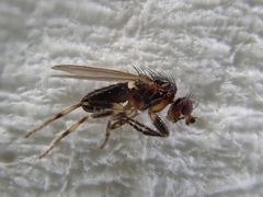 Pseudopomyza