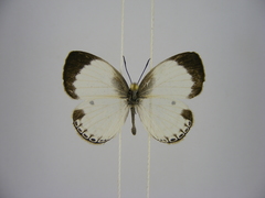 Oboronia ornata vestalis