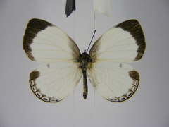 Oboronia ornata vestalis