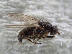 Pseudopomyza