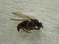 Pseudopomyza