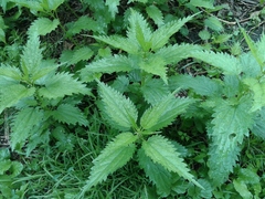 Urtica dioica
