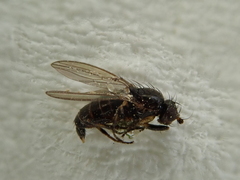 Pseudopomyza