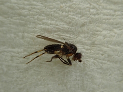 Pseudopomyza