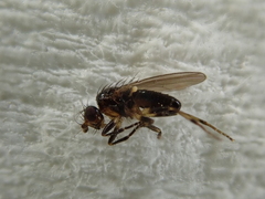 Pseudopomyza