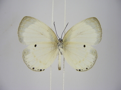 Oboronia ornata vestalis
