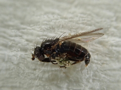 Pseudopomyza