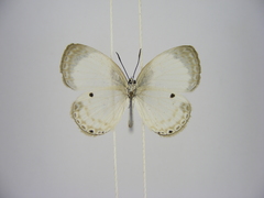 Oboronia ornata vestalis