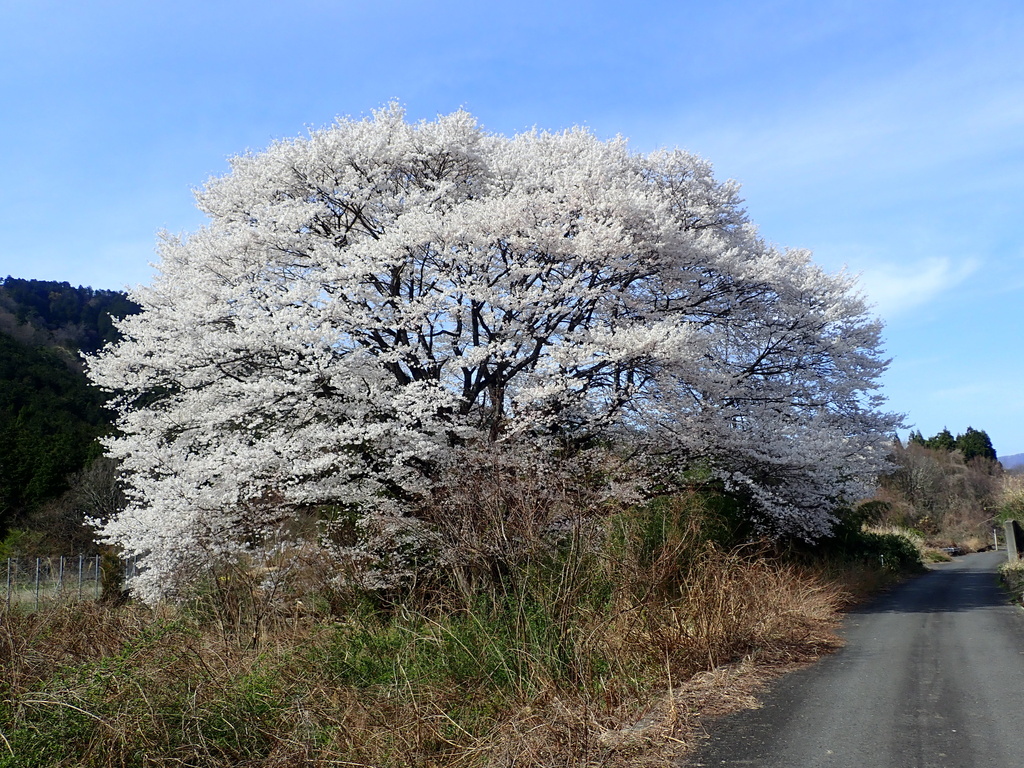 Prunus itosakura
