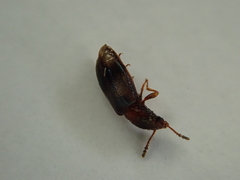 Salpingidae