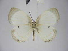 Oboronia ornata vestalis