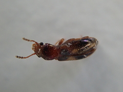 Salpingidae