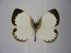Oboronia ornata vestalis