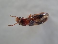 Salpingidae