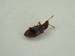 Salpingidae
