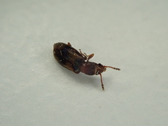 Salpingidae