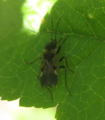 Rhyparochromus vulgaris