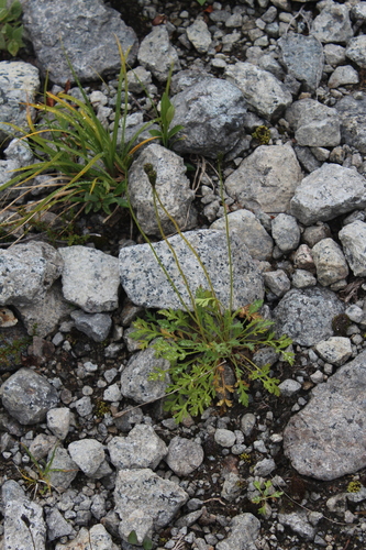 Image of Papaver lapponicum by (c) Dmitriy Bochkov, some rights reserved (CC BY)