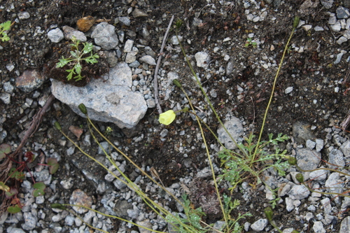 Image of Papaver lapponicum by (c) Dmitriy Bochkov, some rights reserved (CC BY)