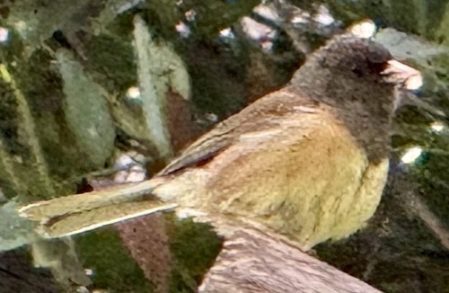Dark-eyed Junco